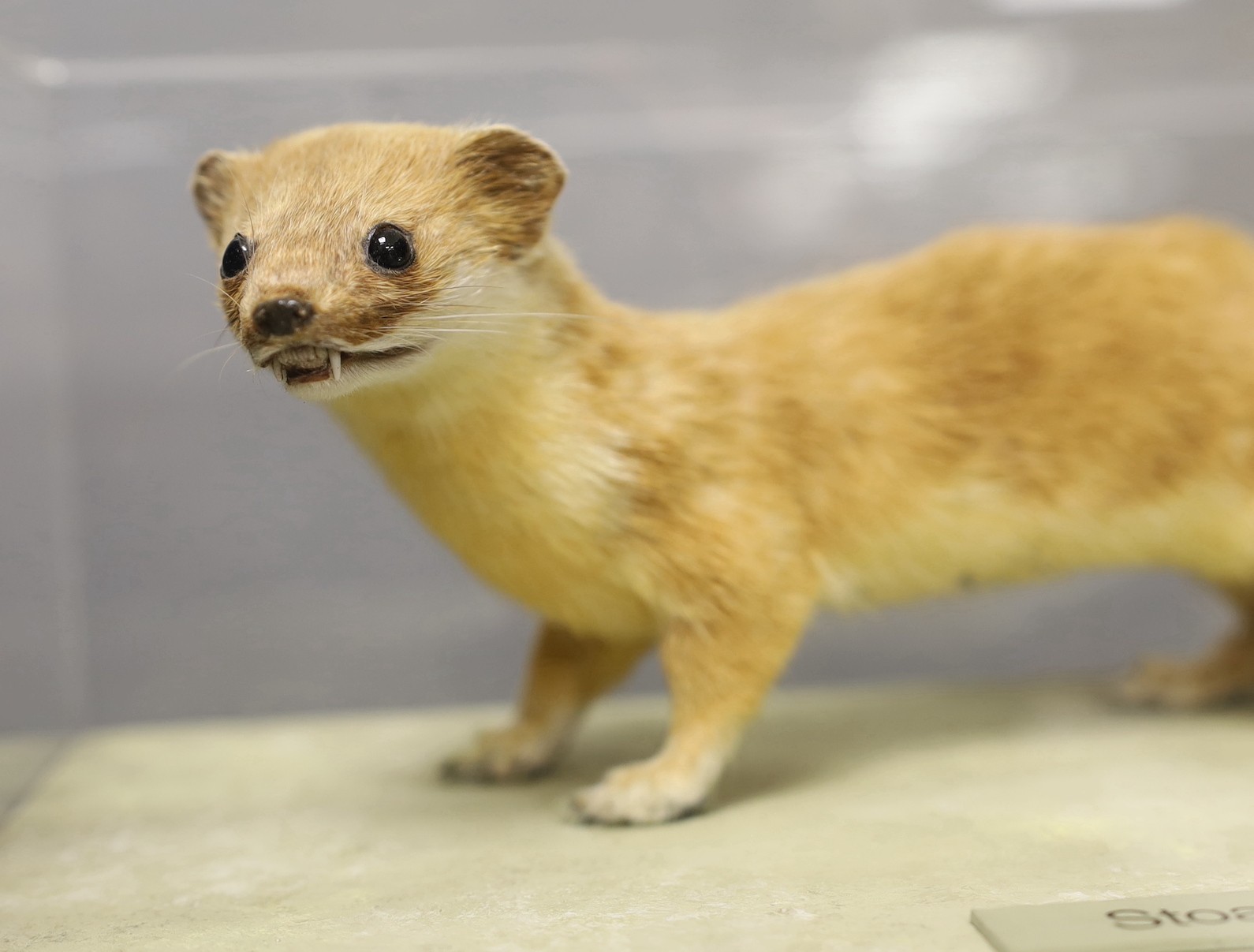 A taxidermy stoat in Perspex case and museum crate